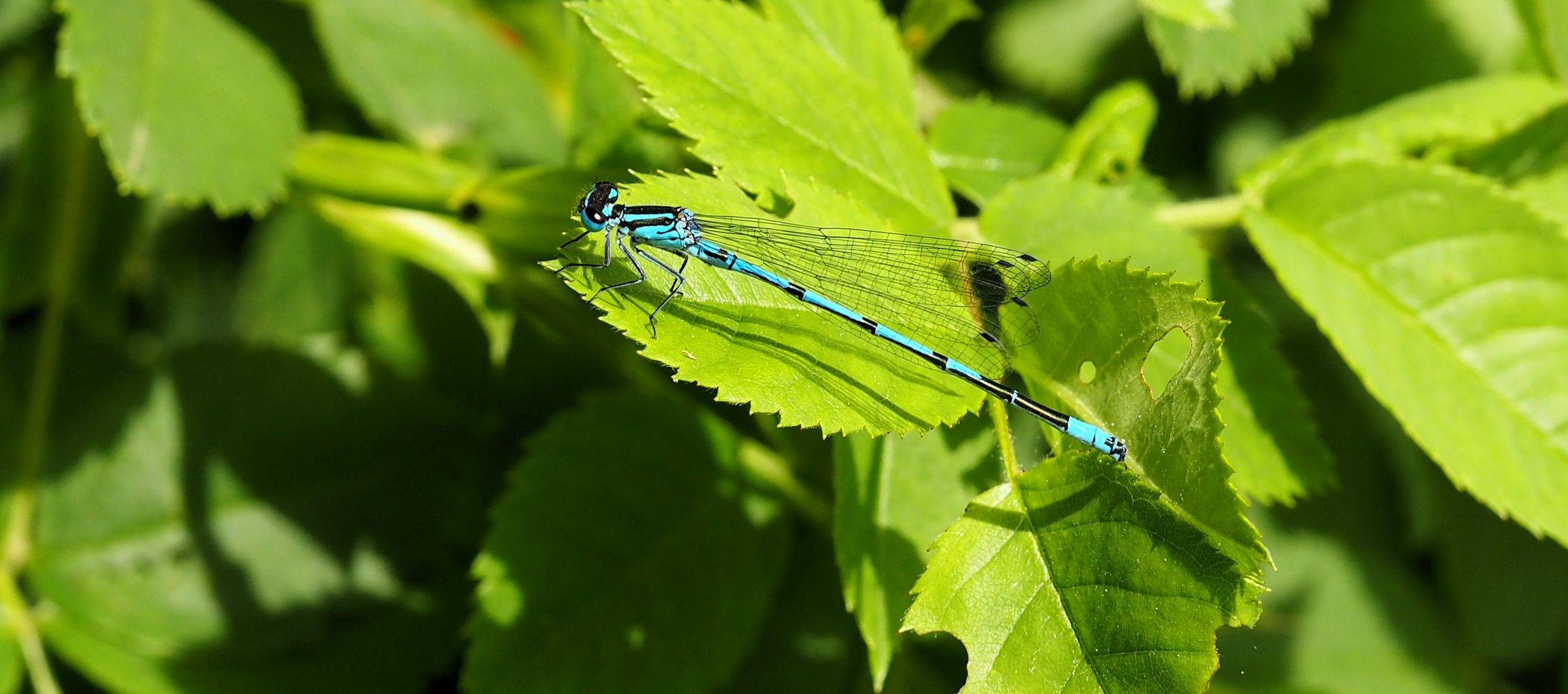 Gemütliche...  Blaue....