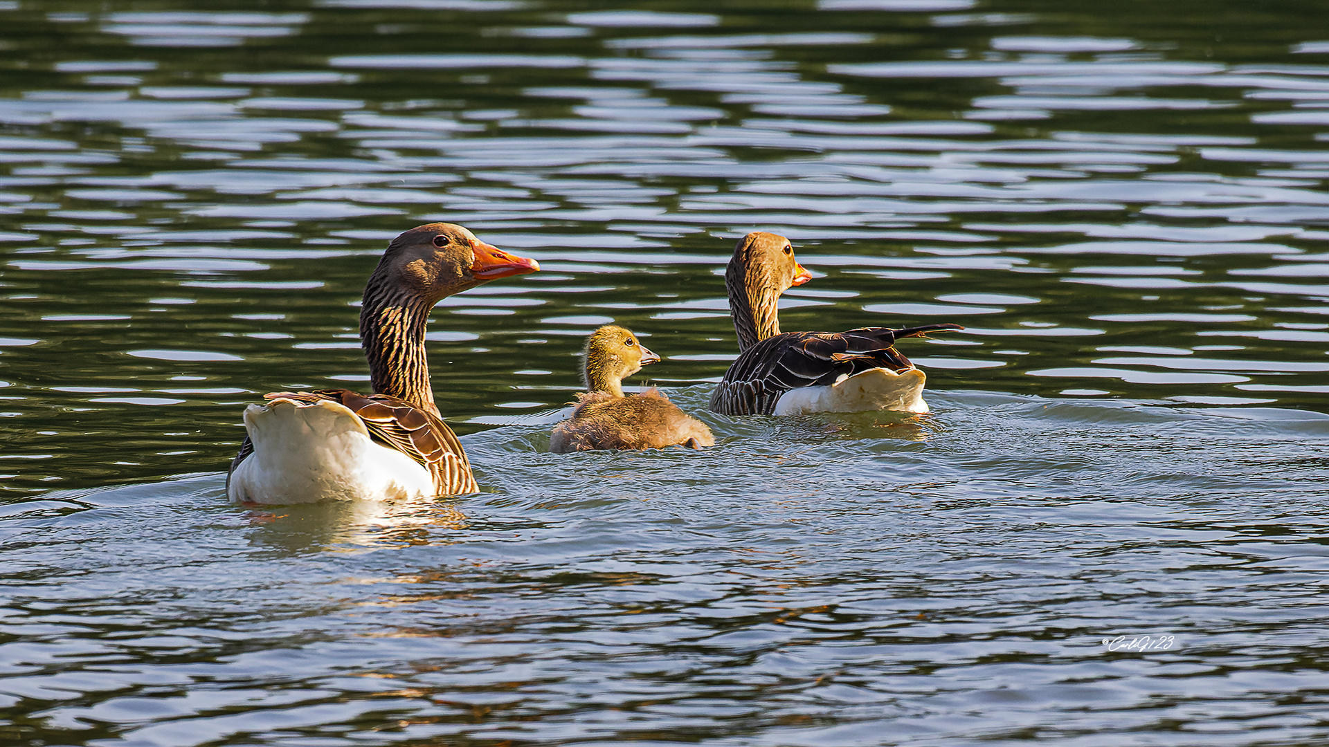 Gemütliche Rund auf dem See