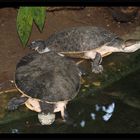 Gemütliche Schildkröten (Cleo ist auf dem Weg der Besserung)