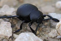 Gemütlicher Brummer ( Geotrupes stercorarius )