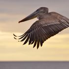 gemütlicher Heimflug