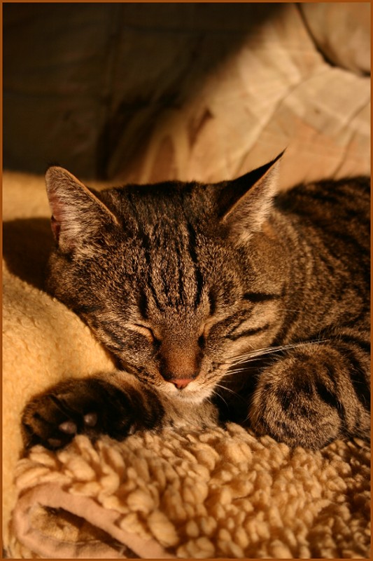 Gemütlicher Nachmittag auf der Couch