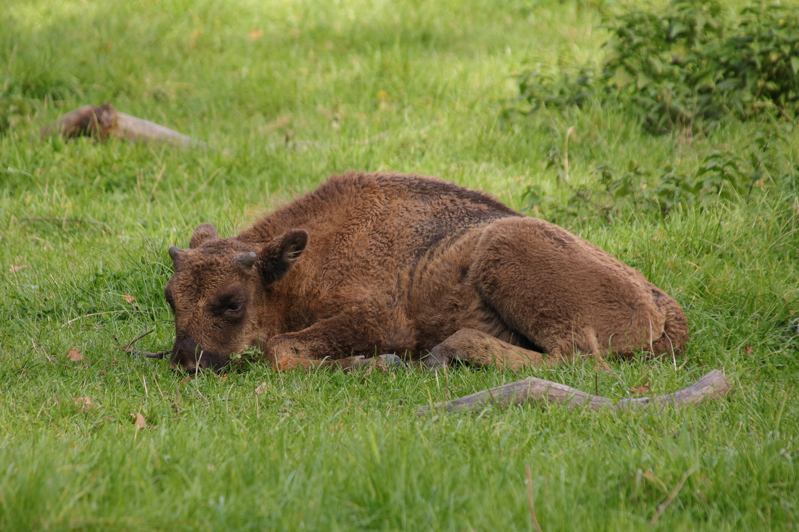 Gemütlicher Platz im Gras..... 