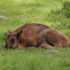 Gemütlicher Platz im Gras..... 