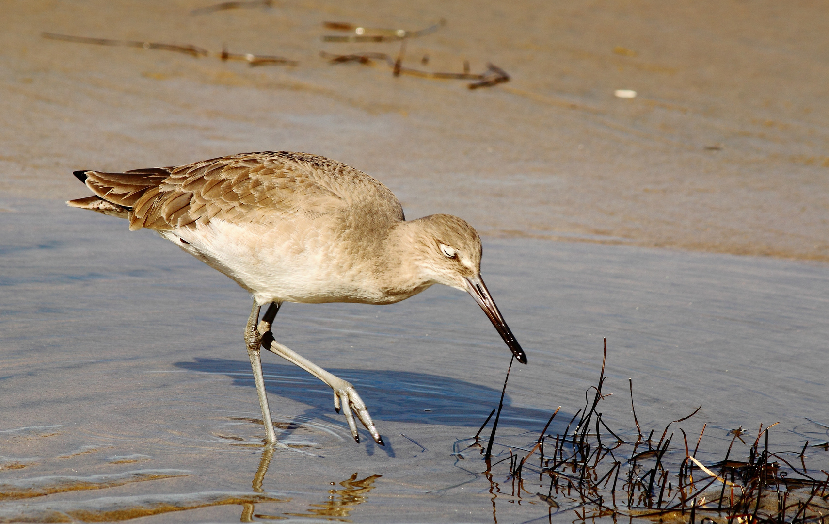 gemütlicher Strandläufer, Californien