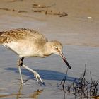 gemütlicher Strandläufer, Californien