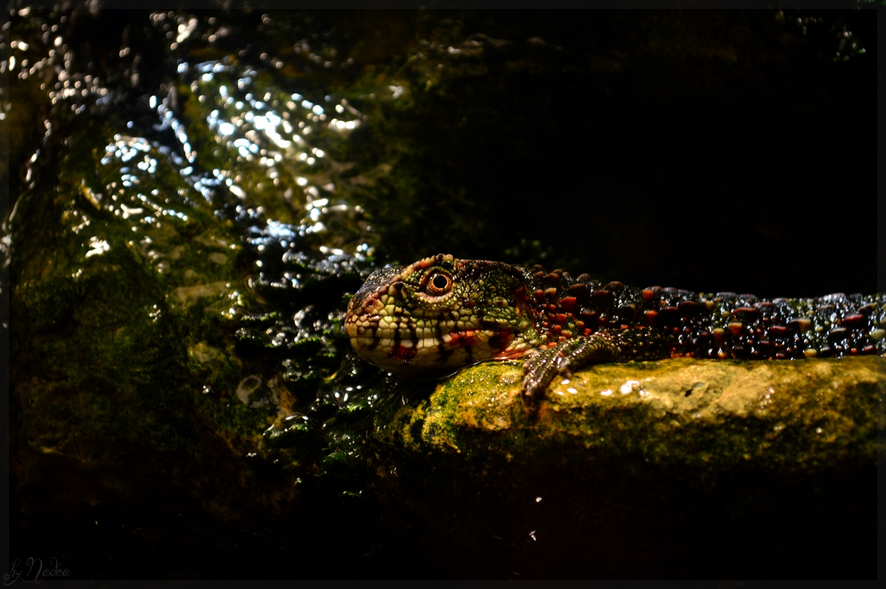 Gemütlichkeit im Düsseldorfer Aquazoo