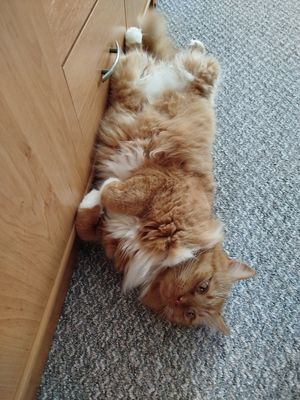 Gemütlichkeit kennt keine Grenzen oder 1x Bäuchlein kraulen