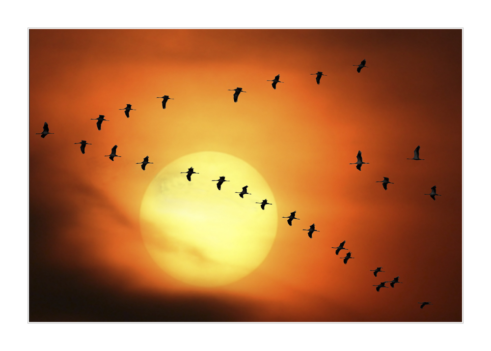 Gen Suden Foto Bild Tiere Wildlife Wild Lebende Vogel Bilder