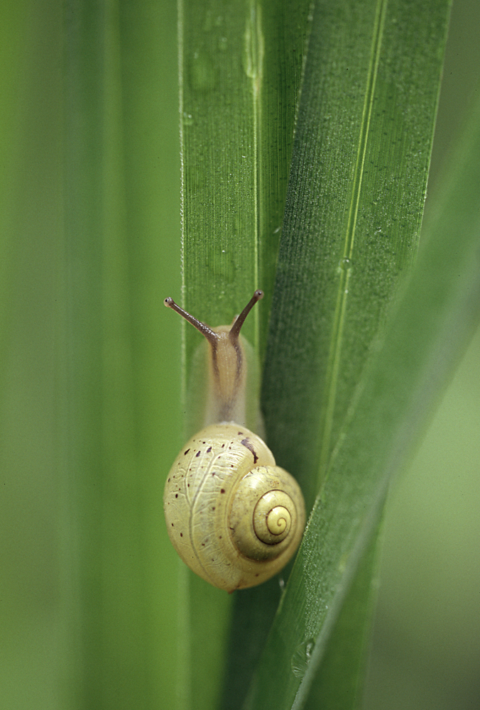 Genabelte Strauchschnecke (Fruticicola fruticum)