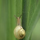 Genabelte Strauchschnecke (Fruticicola fruticum)