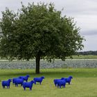 Genascht vom Alkoholbaum