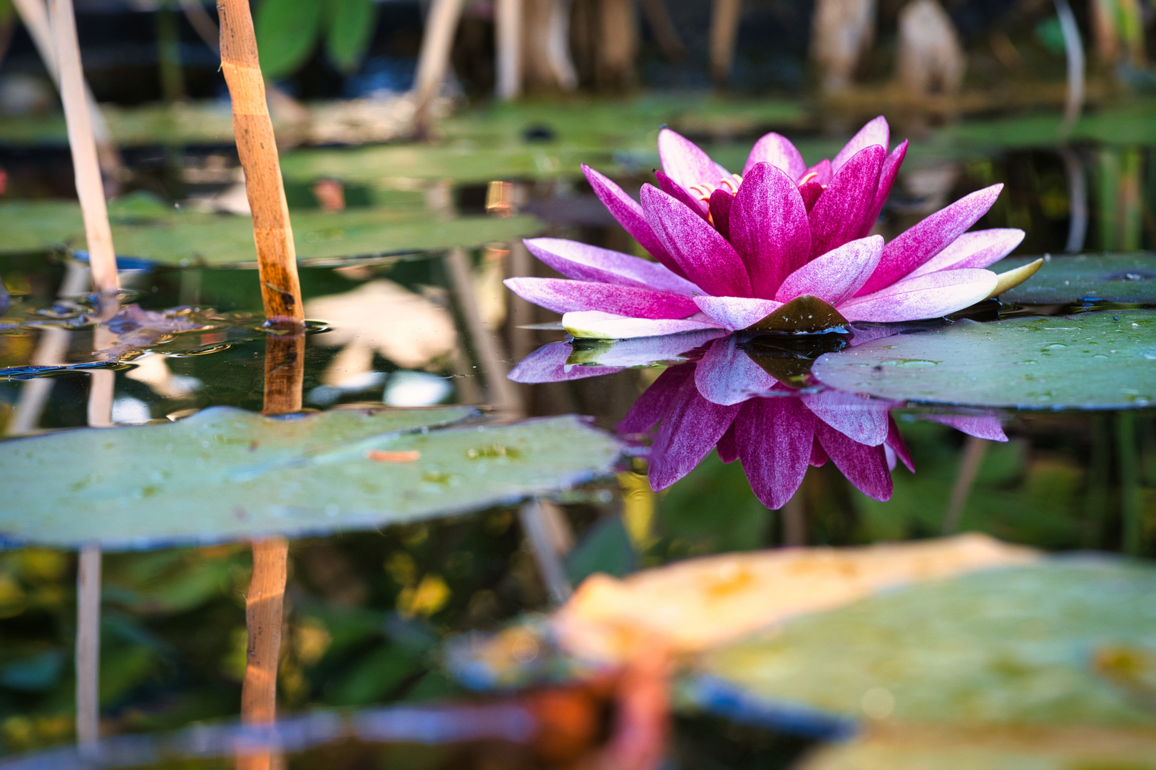 Genau wie wir selbst genießen auch die Seerosen in unserem Teich die letzten sommerlichen Tage