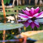 Genau wie wir selbst genießen auch die Seerosen in unserem Teich die letzten sommerlichen Tage