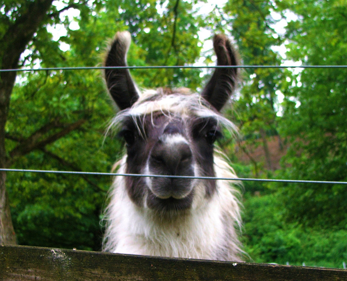 Genauer Blick - Lama Schwarzwaldzoo