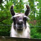 Genauer Blick - Lama Schwarzwaldzoo