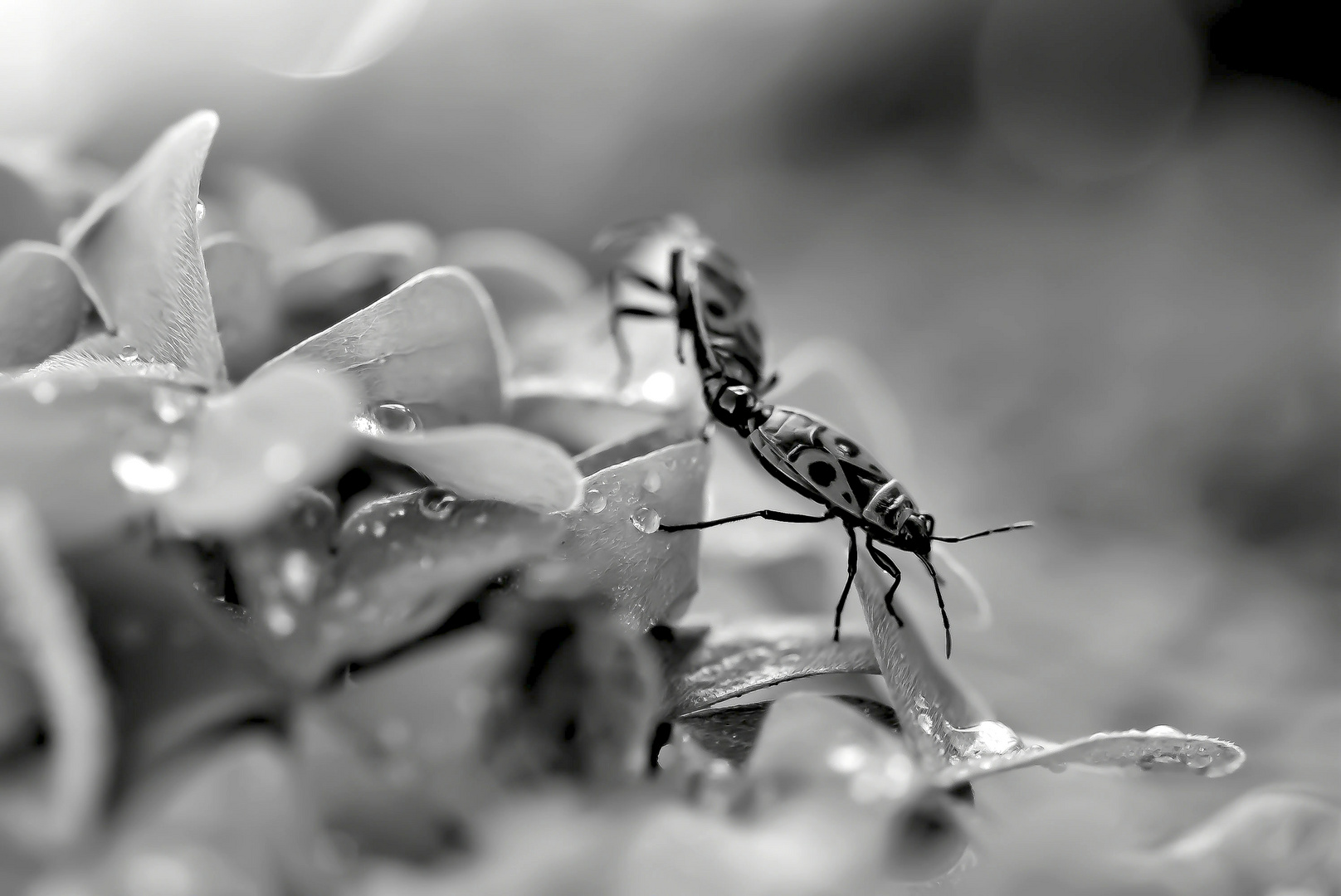 gendarmes petits insectes 