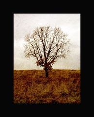 Genealogically Autumn