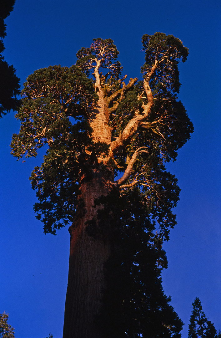 General Grant Tree