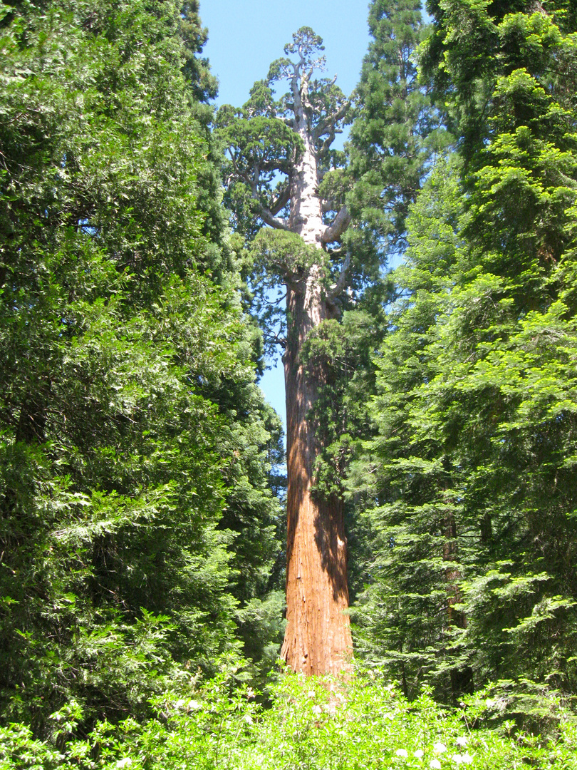 General Grant Tree