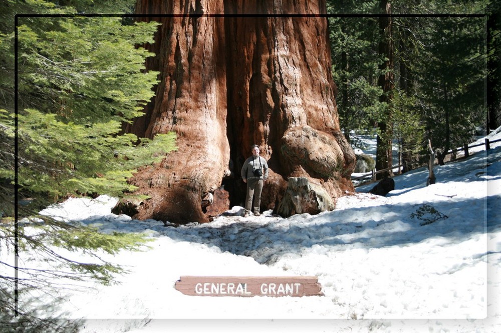 "General Grant" Tree im Sequioa Nationalpark Teil II