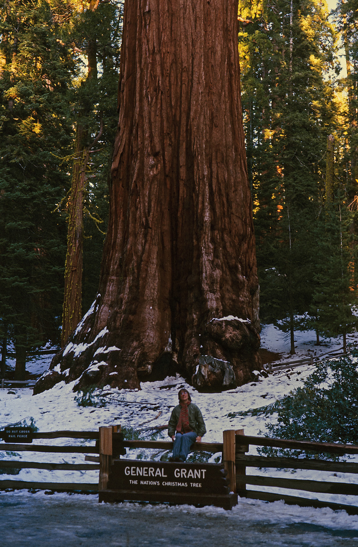 General Grant Tree im Sequoia NP