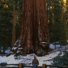 General Grant Tree im Sequoia NP