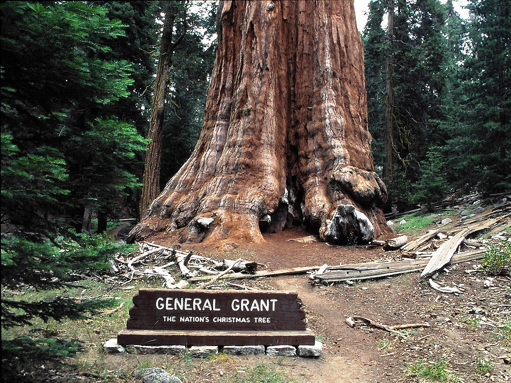 General Grant Tree (Kings Canyon, Kalifornien) 1994