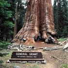 General Grant Tree (Kings Canyon, Kalifornien) 1994