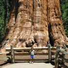 General Sherman im Sequoia National Park (Kalifornien)