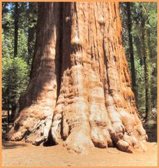 General Sherman, Sequoia NP