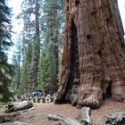 general sherman sequoiadendron