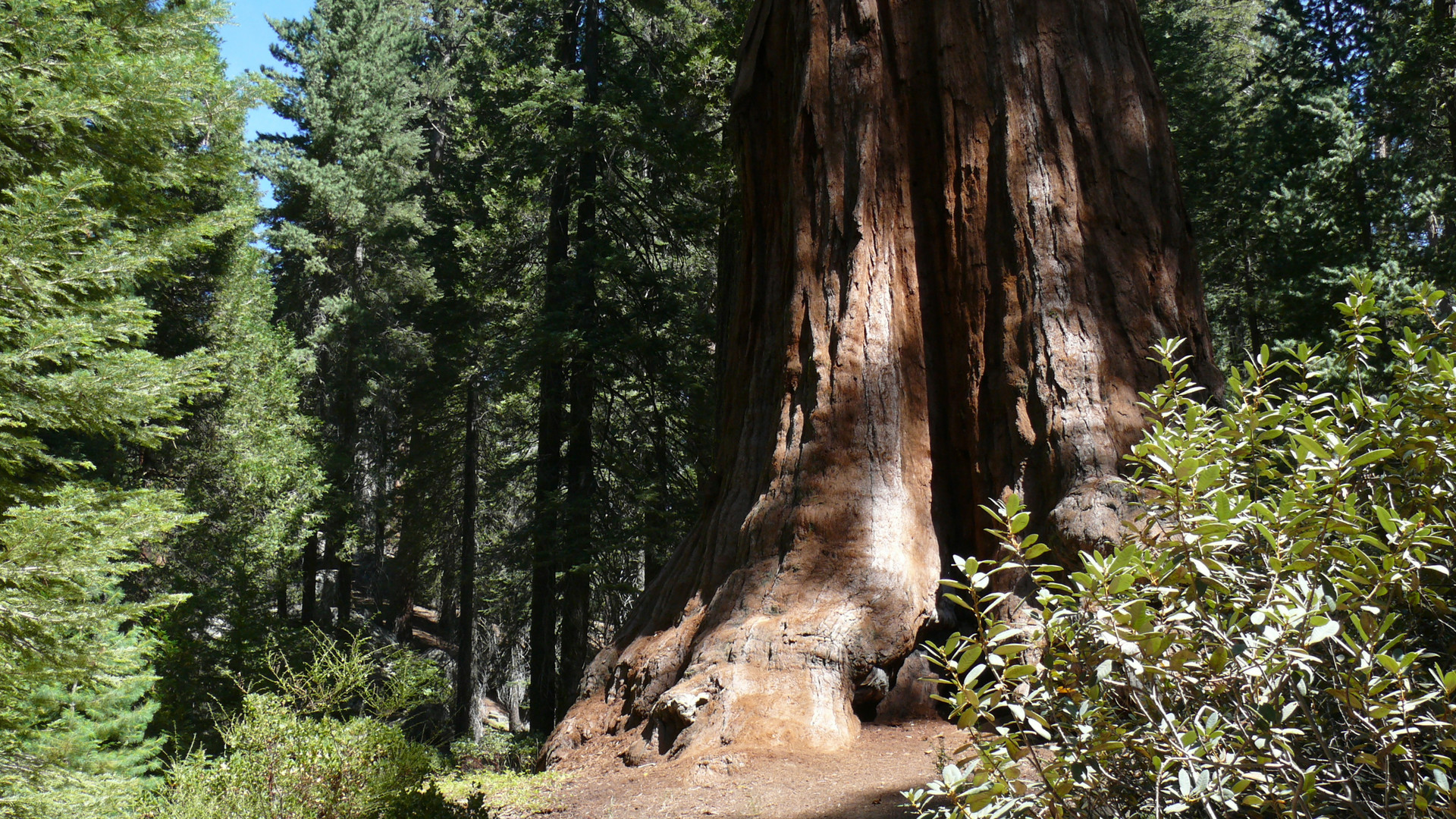 General Sherman Tree