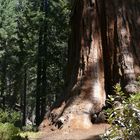 General Sherman Tree