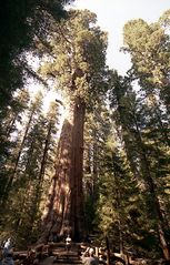 General Sherman Tree