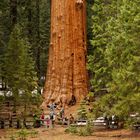 General Sherman Tree