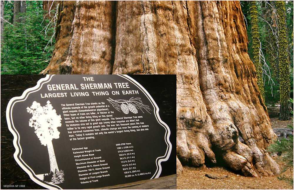 General Sherman Tree Foto & Bild north america, united states