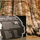 General Sherman Tree