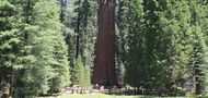 General Sherman Tree von marcus rydzy 