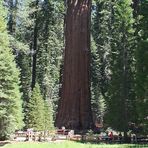 General Sherman Tree