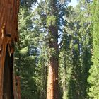 General Sherman Tree - der grösste Baum der Welt