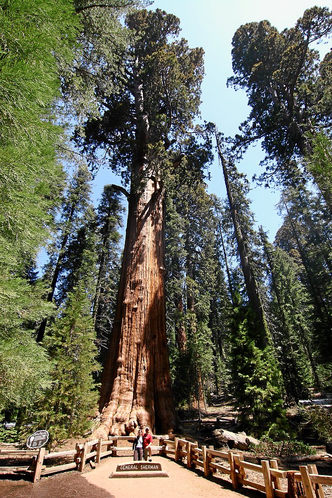 General Sherman Tree im Sequoia National Park (Californien)