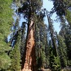 General Sherman Tree im Sequoia National Park (Californien)