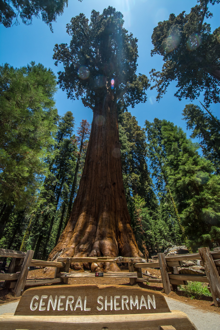 General Sherman Tree - Sequoia National Park - Juni 2014