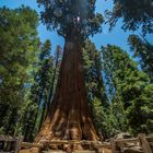 General Sherman Tree - Sequoia National Park - Juni 2014