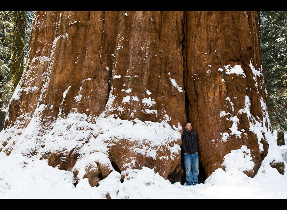 General Sherman's dimensions