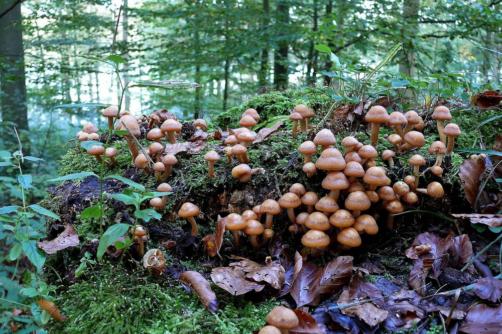 "Generalversammlung" der Pilz-Kolonie