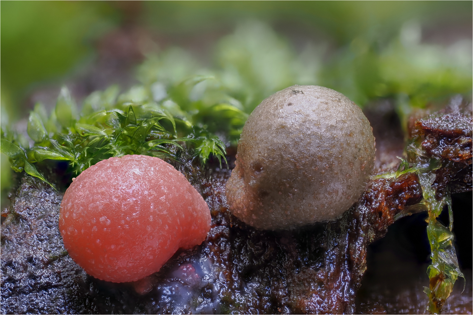 Generationen Foto & Bild pflanzen, pilze & flechten, naturmakros