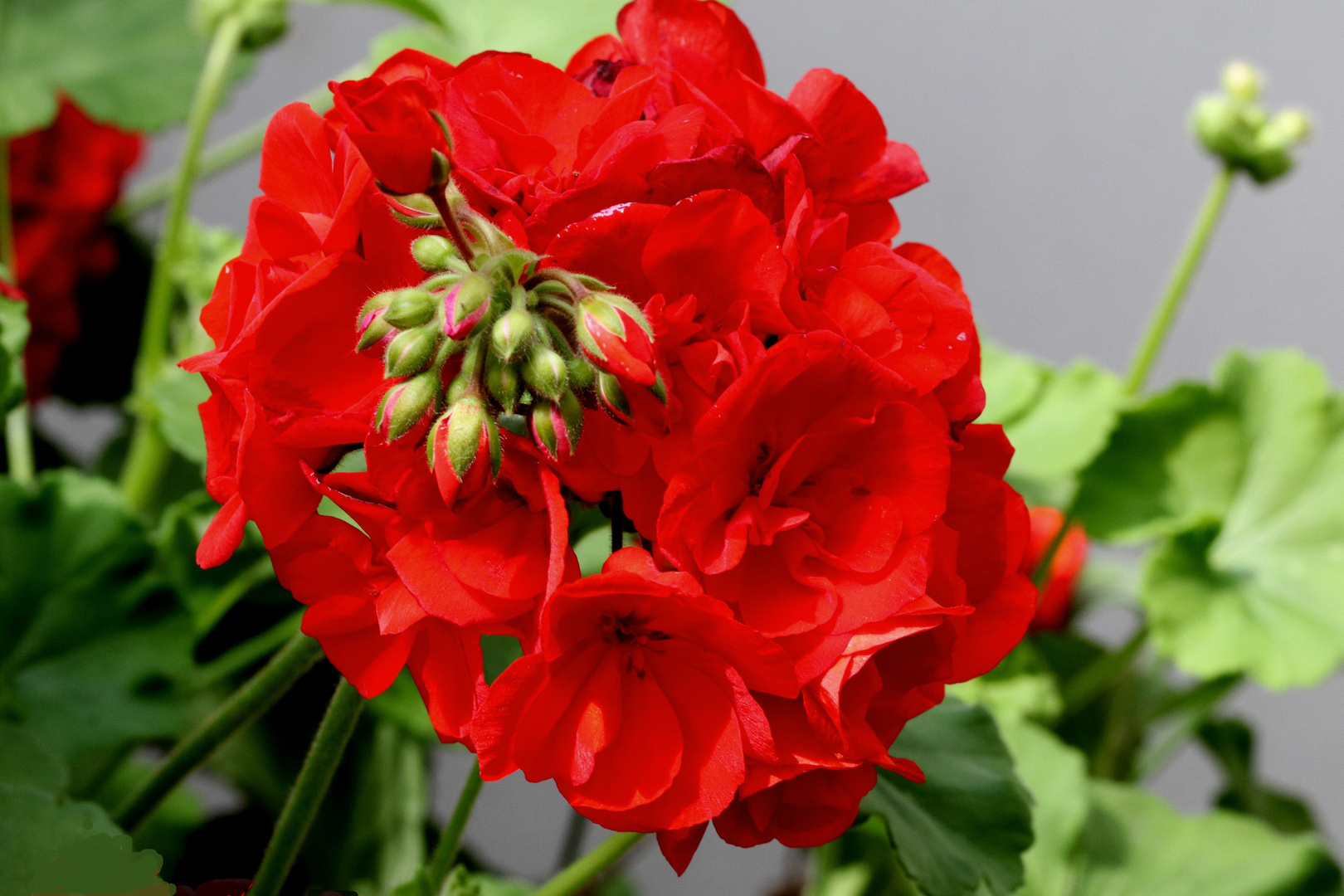 Generationswechsel Foto & Bild pflanzen, pilze & flechten, blüten