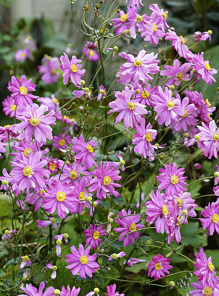 Généreuse floraison au jardin...